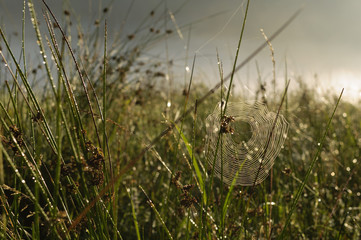 A spider web with some dew early in the morning with the sun rays