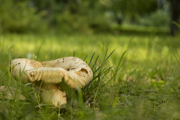 Mushroom mushroom on grass background
