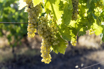 White grape bunches on the vine