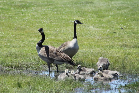 Fuzzy little goslings (Canada Geese) about 2 months old, in or around a large water puddle,   being watched  by adult geese.

