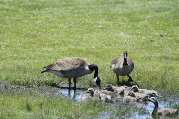 Fuzzy little goslings (Canada Geese) about 2 months old, in or around a large water puddle,   being watched  by adult geese.

