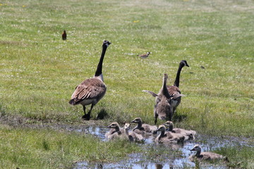 Fuzzy little goslings (Canada Geese) about 2 months old, in or around a large water puddle,   being watched  by adult geese.

