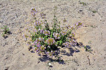 Greece, Botany, plant