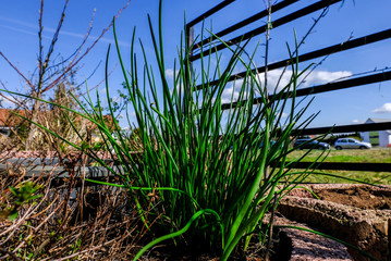 Perspektive  von unten auf Schnittlauch 