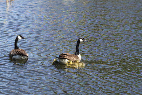 Canada geese (Branta canadensis) and Goslings  swimming in a marsh area in early spring.

