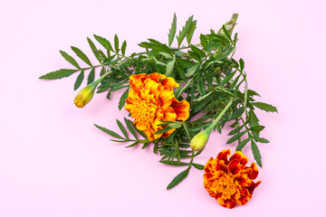 Garden flowers of orange color on bright pastel background