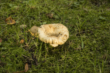 Mushroom mushroom on grass background