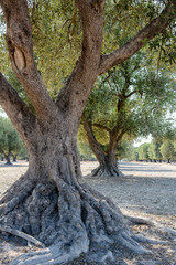 italian olive tree