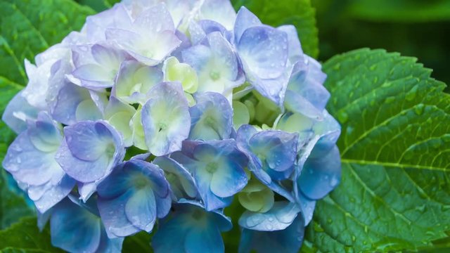 Hydrangea #007