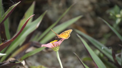 beautiful batterfliy