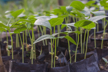 yard long bean seedling