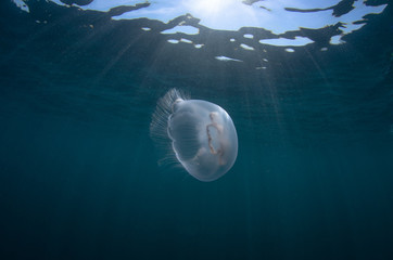 Aurelia jellyfish
