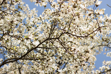 Obraz premium Spring blooming magnolia