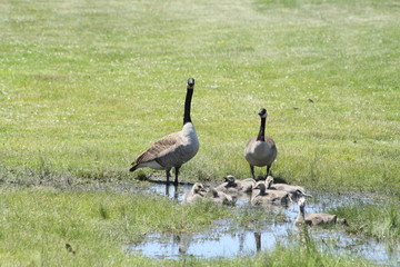 Fuzzy little goslings (Canada Geese) about 2 months old, in or around a large water puddle,   being watched  by adult geese.


