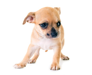 puppy chihuahua in studio