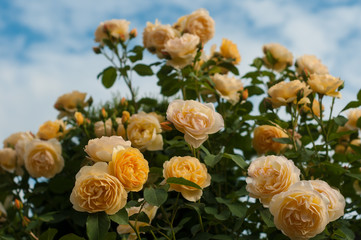 Yellow roses in the garden.Yellow roses on the blue sky background.