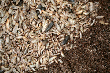 Larvae Hermetia illucens, the black soldier fly