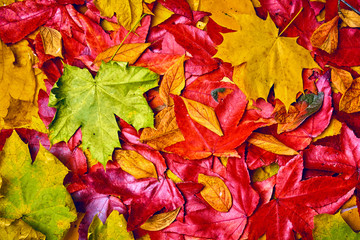 Naklejka na ściany i meble background of autumn leaves. Autumn background
