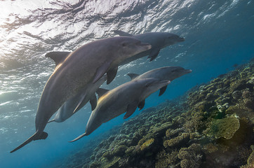 Morning dolphins
