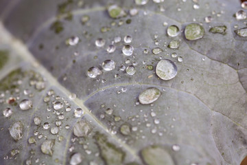 Water drop on green leaf.