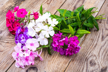 Flowering phloxes on old wooden boards