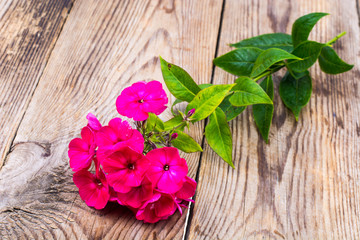 Flowering phloxes on old wooden boards