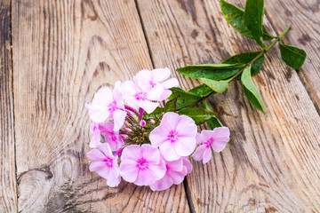Flowering phloxes on old wooden boards