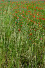 Wiese mit Mohnblumen