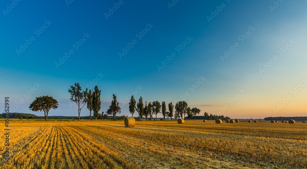 Wall mural Summer landscape with stubble field - Wall murals