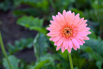 Pink gerbera in garden.