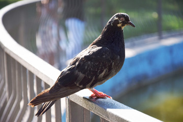 Животные (Птицы)