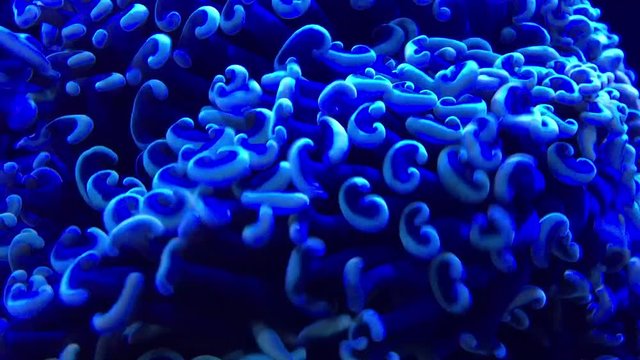 blue coral moving