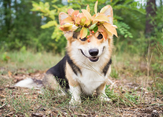 Fototapeta na wymiar A dog of the Welsh Corgi breed Pembroke on a walk in the autumn forest. A dog in a wreath of autumn leaves.