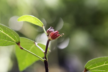  Rosella, Jamaican sorel, Roselle, Rozelle, Sorrel, Red sorrel, Kharkade, Karkade, Vinuela, Cabitutu Hibiscus sabdariffa Linn