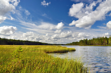 Fototapeta na wymiar Lake landscape with a forest and the beautiful sky with clouds on a summer day. Karelia, Russia.