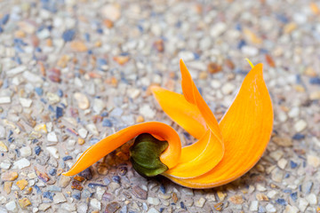 Bastard teak flower on road background.