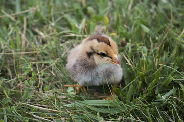 chick1.jpg