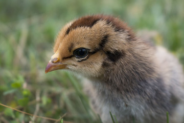 chick2.jpg