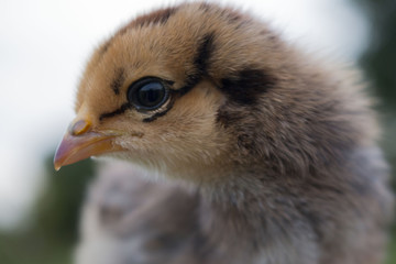 chick3.jpg