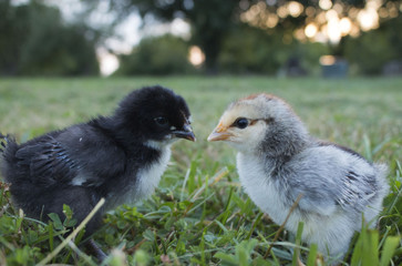 chick4.jpg