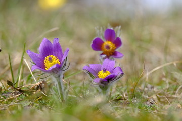 Küchenschelle, Kuhschelle, Pulsatilla vulgaris