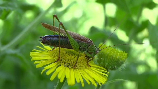 Sauterelle sur fleur jaune. 