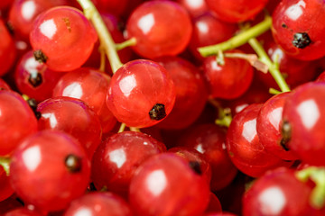 Red currants macro