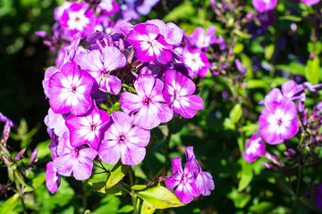 Fototapeta premium Bright flowering plants in the garden on sunny day