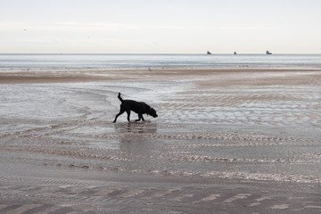 Black Labrador playing in shallow water at Beach