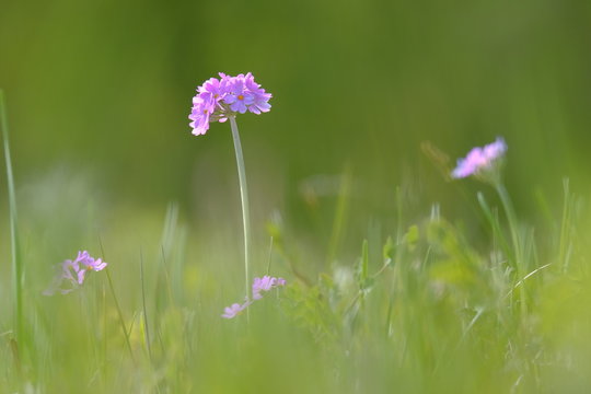 Mehlprimel,Primula farinosa