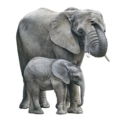 Zelfklevend Fotobehang elephant mother and baby on white background. Elephant isolated © EwaStudio
