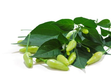 Home grown Green Chillies  with leaves isolated on white