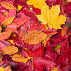 Naklejka na ściany i meble Autumn Leaves Background. Colorful autumn leaves