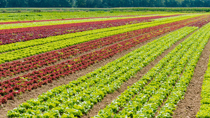 Organic Salad  On Farm.  Field of lettuce. field of fresh and tasty salad. lettuce plantation